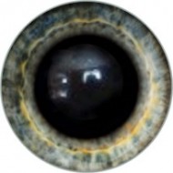 Глаза для игрушек, пришивные на петле, полусфера, арт. 187А, размер 8 мм